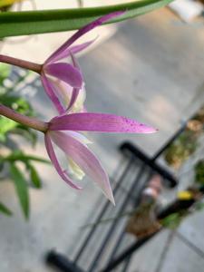 Brassocattleya North Miami