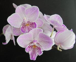 Phalaenopsis Dendi's Treasure