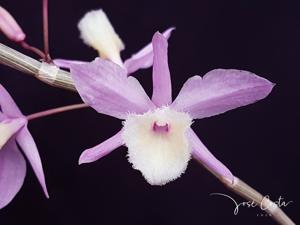 Dendrobium Bohemian Rhapsody