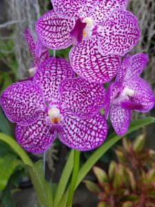 Vanda Tristar Blue