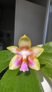 Phalaenopsis Ba-Shi Canary