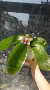 Phalaenopsis Ba-Shi Canary