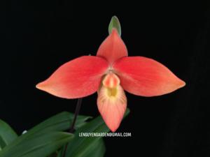 Phragmipedium Jersey