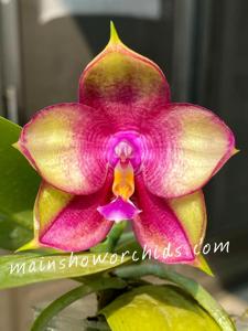 Phalaenopsis Mainshow Colourful