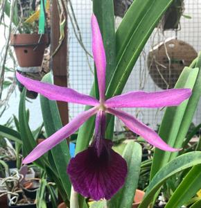 Brassocattleya Playa Chuao