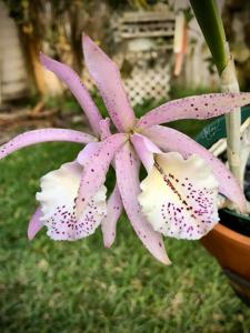 Brassocattleya Frank Grezaffi