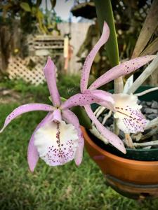 Brassocattleya Frank Grezaffi