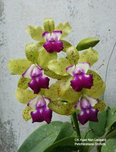 Cattlianthe Yuan Nan Leopard