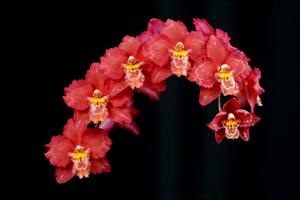 Oncidium Petit Port