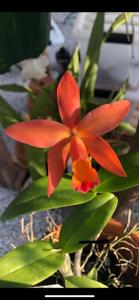 Cattlianthe Caribbean