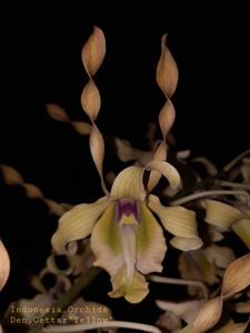 Dendrobium Cettar