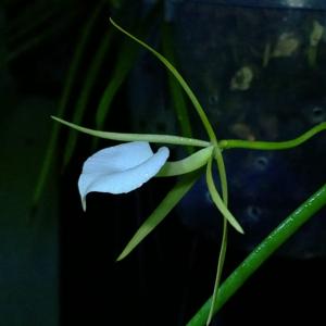 Brassavola Little Stars