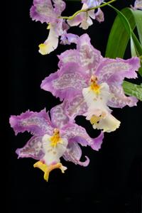 Oncidium Marie Noel