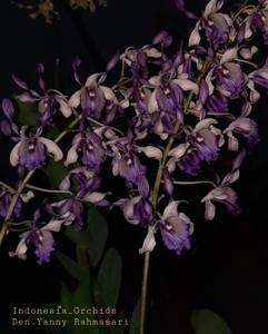 Dendrobium Yanny Rahmasari