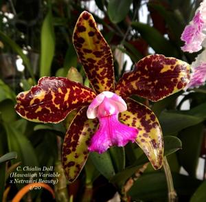 Cattleya Chialin Doll