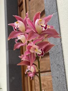 Cymbidium Ceres