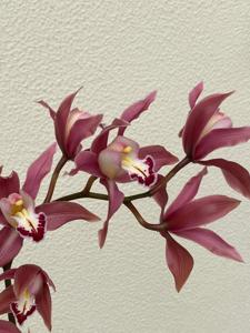 Cymbidium Ceres