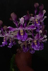 Dendrobium Sianne Velvet