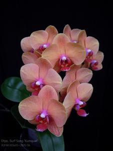 Phalaenopsis Surf Song