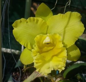 Rhyncholaeliocattleya Sung Ya Green