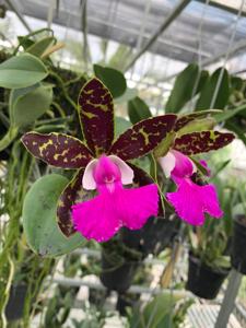 Cattleya Pradit Spot