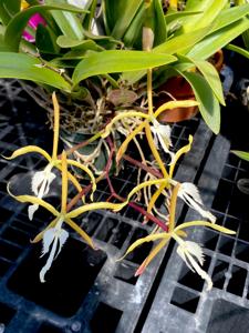 Brassoepidendrum Sylvia White