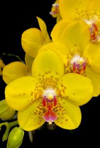 Phalaenopsis Sogo Alania