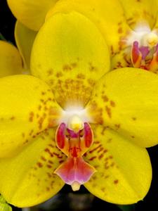 Phalaenopsis Sogo Alania