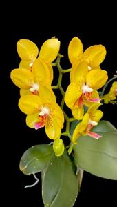 Phalaenopsis Sogo Alania