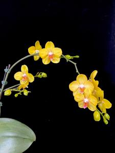 Phalaenopsis Sogo Alania