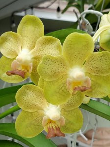 Papilionanda Ben Fragrance