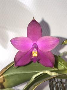 Phalaenopsis La Belle Amelie