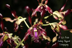 Dendrobium Ly's Pride