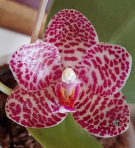 Phalaenopsis Miro Jo Gi