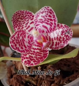 Phalaenopsis Miro Jo Gi