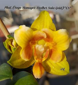 Phalaenopsis Brenda Matthews