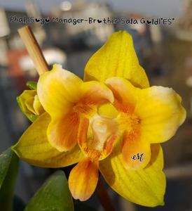 Phalaenopsis Brenda Matthews