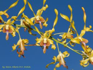 Dendrobium Nicha Natron