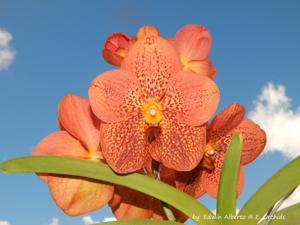 Vanda Edwin Alberto