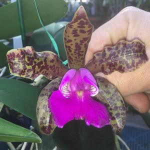 Cattleya Mr Bojangles