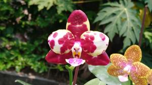 Phalaenopsis Zheng Min Gnu