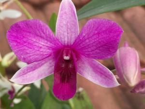 Dendrobium Tanya Saporito