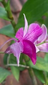 Dendrobium Tanya Saporito