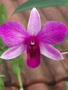 Dendrobium Tanya Saporito