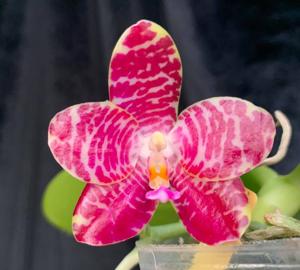 Phalaenopsis Mituo Gigan Tiger