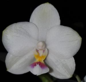 Phalaenopsis Mituo Diamond Canary