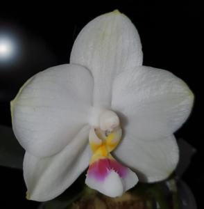 Phalaenopsis Mituo Diamond Canary