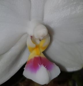 Phalaenopsis Mituo Diamond Canary