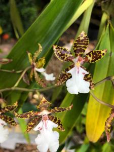 Oncidium Illustre