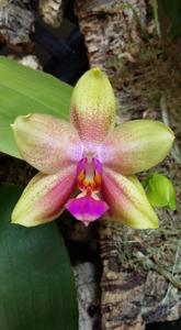 Phalaenopsis Bimantoro